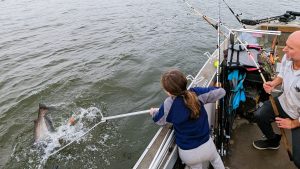 Abby Miller expertly wields a big net to land a thrashing blue catfish for her dad.