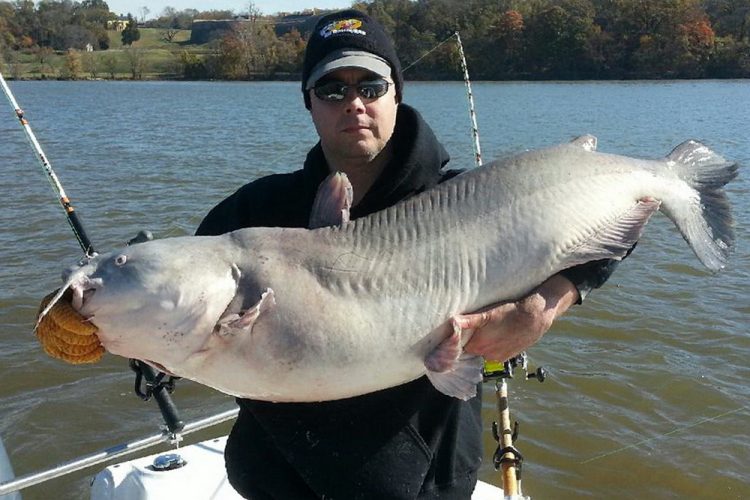 Lies Rumors and Truths in the Catfish Fishing World This Year 