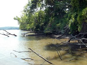 The tops of these trees, which have fallen into Maryland’s Patuxent River, lie in over 10 feet of water. Channel catfish frequent them heavily during summer and fall.
