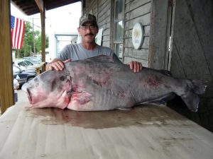 Greg Bernal posed with the 130-pound blue catfish he caught on the Missouri River near the point where it flows into the Mississippi River in eastern Missouri.