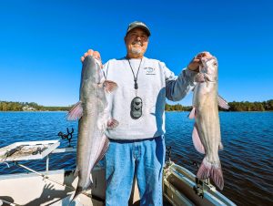 Blue and channel catfish are abundant in Lake Murray and are the prime species caught in during cold weather fishing, but flatheads and white catfish are also caught.