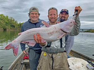 Pictured with his friends, Brian Strauss (left) and Andy Karpinko (right), Capt. Sam Simons was very excited when he boated this rare leucistic catfish. Since this fish was caught about five years ago, Capt. Simons and his guide partners have boated several other similar white cats, all in a relatively small section of the Tennessee River. 
