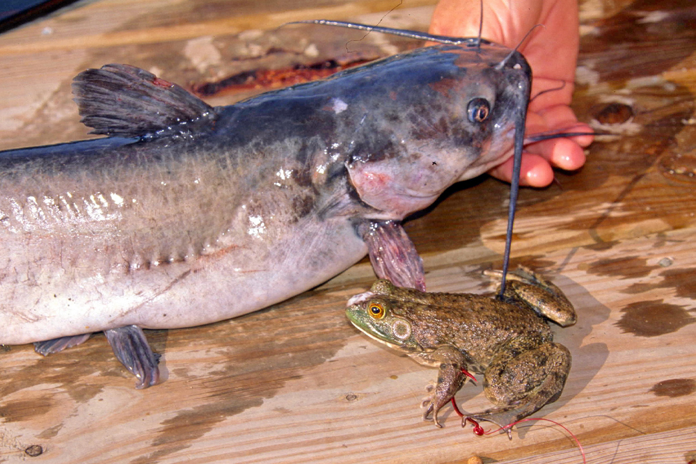 Few baits work better than frogs when targeting trophy channel cats. Go out on rainy spring nights, catch some by hand and store in a wet sock or cooler. Leopard, or grass, frogs are among those most often used by catfish anglers.