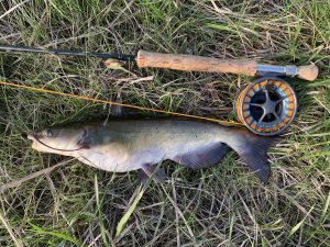 A channel catfish caught on a fly rod in Missouri. (credit: Anietra Hamper)