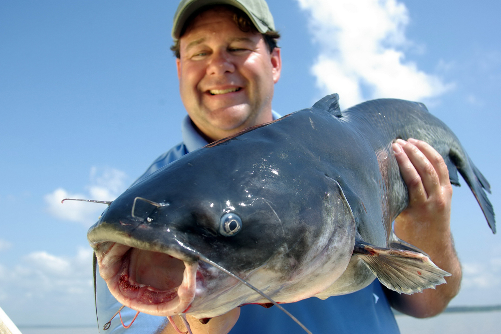 Catfish Competitions Benefit the Chesapeake