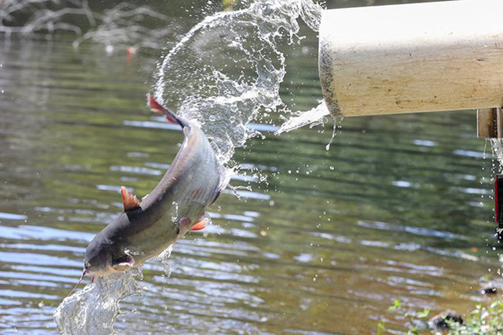 Texas’ Neighborhood Lakes Get Catfish Source: Texas Parks & Wildlife Department