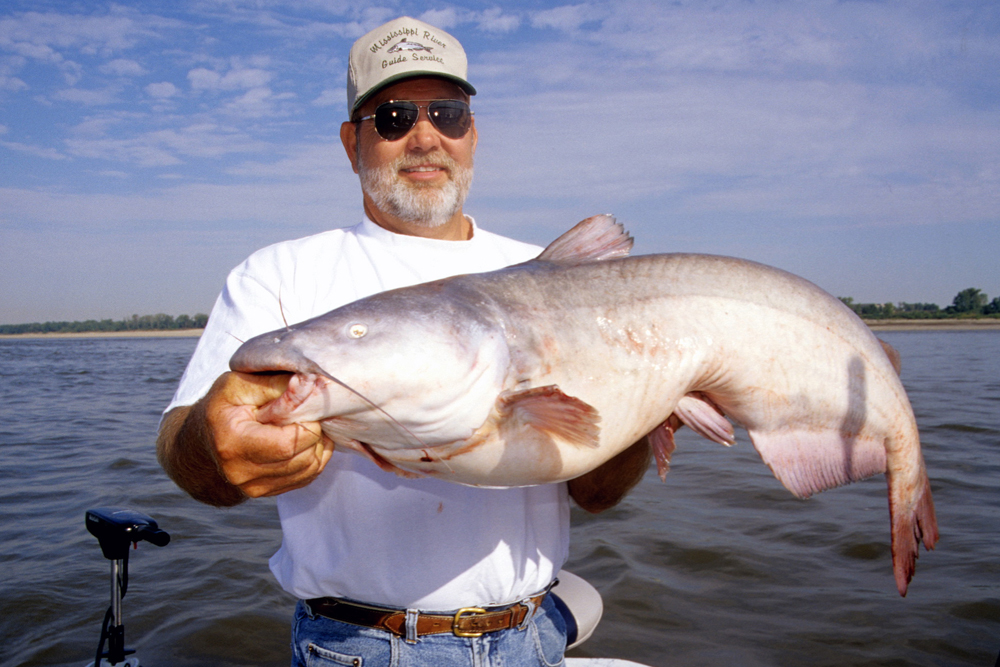 Bumping was developed by anglers on the Mississippi River like fishing guide James Patterson of Bartlett, Tenn. who shows a nice blue cat caught using the technique.