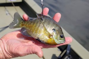 A sunfish rigged to stay lively on the hook will splash at the surface to attract hungry catfish.