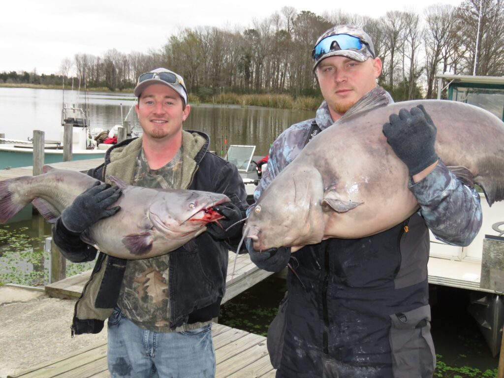 Blacks Camp, catfish, tournament, King Kat