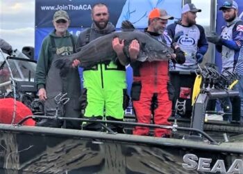 catfish, tournament, Bama Blues, blue cat, flathead, Wheeler Lake, Cory Ramsey, Chris Ramsey, Rogersville, Alabama, Joe Wheeler Lodge, Alabama, Josh Brown, Trevor Nederhoff, Caleb Like, Brian Like, Morris Arnold, David Shipman, Hunter Shipman