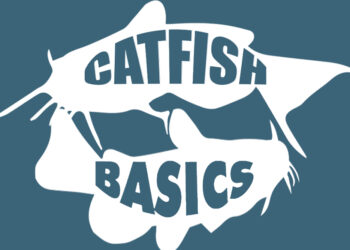Blue button on home page for catfish basics