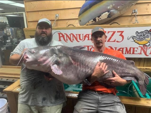 Fishing, catfishing, North Carolina, blue cat, record, certification, EZ Bait and Tackle, Biologist, SeaArk, Justin Clifton, Rocky Baker, Roanoke River