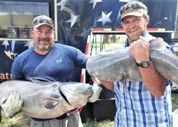 catfish, tournament, blue catfish, flatheads, channel cats, Helena, Arkansas, West Helena, Mississippi River, Cabelas King Kat