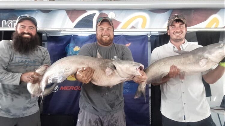 catfish, tournament, cabelas, king kat, Truman Lake, MO