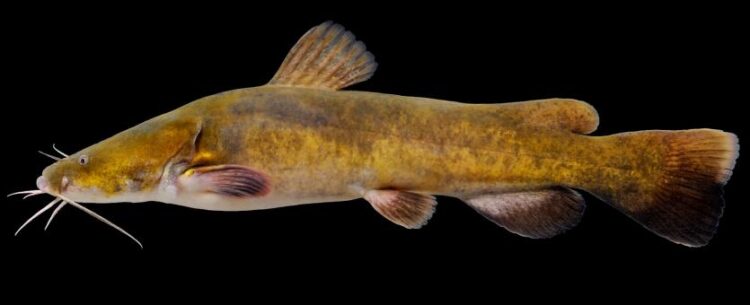 catfish, regulations, Missouri, , blue cat, , flathead, Mark Twain, Length Limits