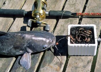 Liven up Your Catfishing