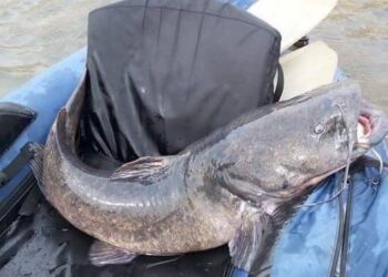 Catfish Basics #008 – Flatheads on Artificial Lures