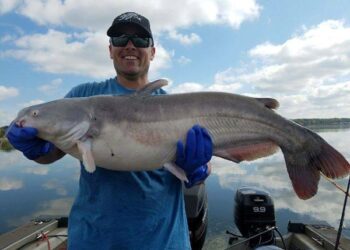 CATFISH CONSERVATION -Trophy Catfish for the Future