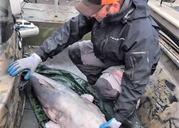 CATFISH CONSERVATION -Trophy Catfish for the Future