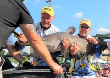CATFISH CONSERVATION -Trophy Catfish for the Future