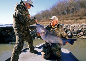 Cold-Water Strategies for Giant Blue Cats