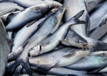 Release the Big Ones: Trophy Blue Catfish Are Few and Far Between