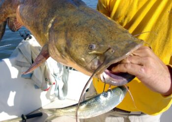 The P in CPR: 14 Ways to Improve Your Catfishing Photos