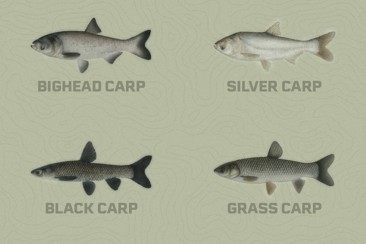 Attacking the Asian Carp Problem - Catfish Now