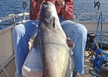 Making Catfishing Fun