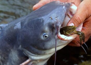 Woods Fishing: Old-Fashioned Tactic Still Catches Catfish
