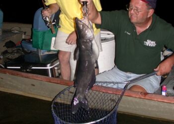 Hot Catfish after Dark