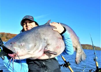Catfish Fever–Catch It