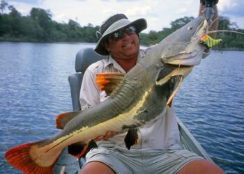 Pluggin’ the Amazon’s Redtail Catfish