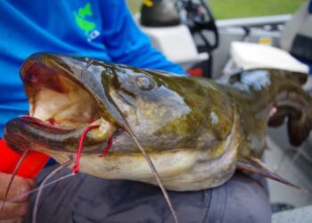 Five Traits That Make Flatheads Special