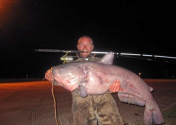 Autumn Kitties on the Move