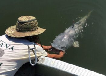 The Confidence Factor in Catfishing