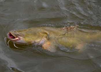 Putting the BIG in TomBIGbee River Flatties