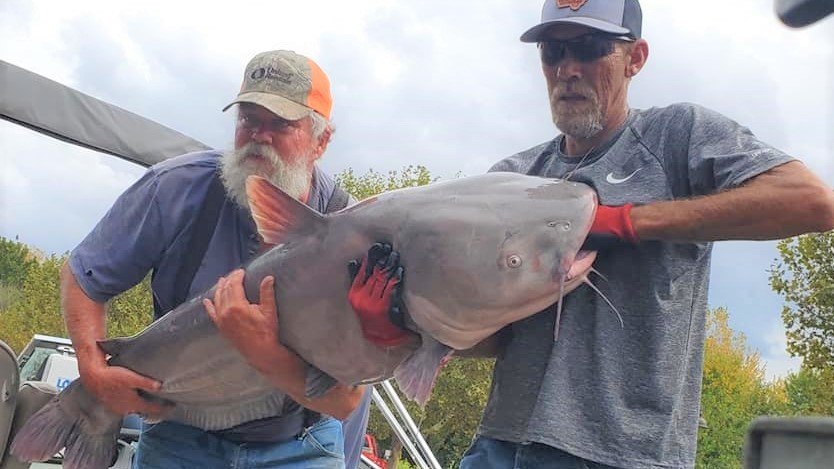 catfish, tournament, KC, blue cat, channel cat, flathead, King Kat, Missouri River,