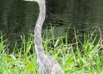 Back Cover November 2017