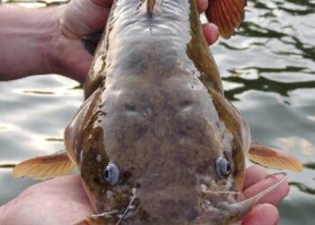 Back Cover October 2017