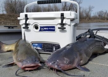 The Saga of Catfish Bait
