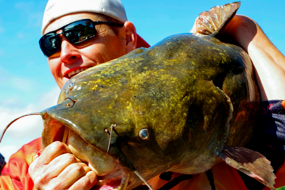 Flatheads begin a major growth spurt at age three, commonly adding two to five pounds per year until eight years old. After that, they continue packing on the pounds—up to 10 pounds annually in some southern waters. The large sizes they reach make them popular targets.