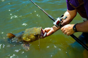 The fast-growing, cover-loving flathead catfish can be persnickety and hard to catch, but more and more anglers are targeting them because they’re among the most delectable of all freshwater fishes and often grow to huge sizes.