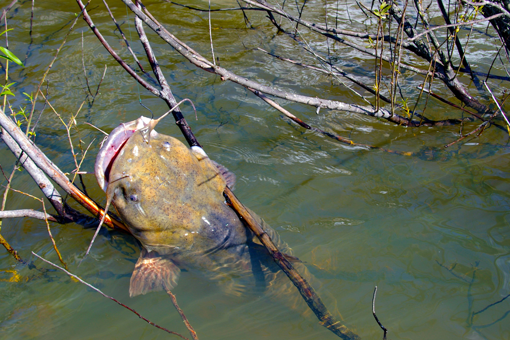 Where Big Flatheads Thrive