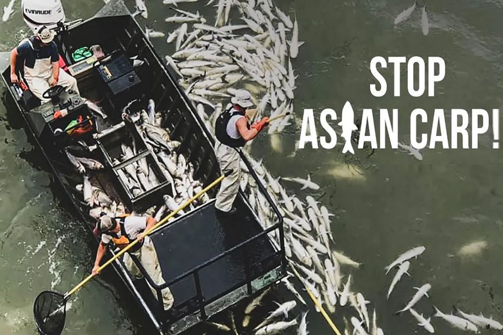 Attacking the Asian Carp Problem