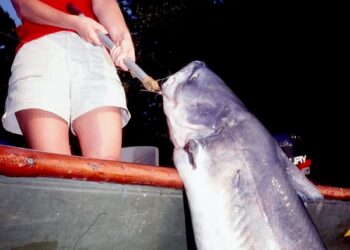 Techniques for Fishing Drop-Offs