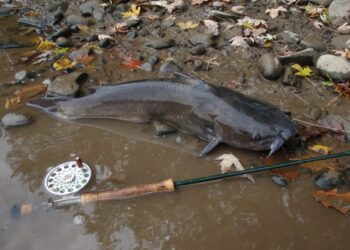 Targeting Channel Cats on the Fly Rod