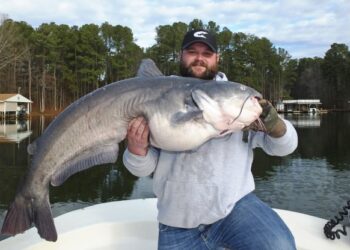 Targeting Trophy Blues