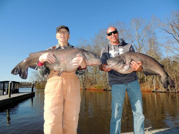 Will 250 pounds win Cabela’s King Kat on Santee Cooper?