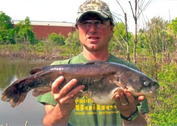 Roger Aziz Jr.: The Bullhead King